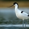 Tenkozobec opacny - Recurvirostra avosetta - Pied Avocet 6485